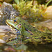 Teichfrosch (Pelophylax kl. esculentus)