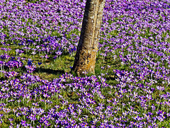 Carpet of Crocuses