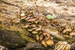 Fungi at Eastham Woods