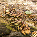 Fungi at Eastham Woods