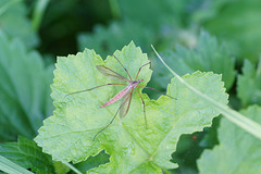 Kohlschnake