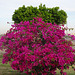 Bougainvillea Bush On The Aswan High Dam