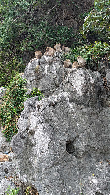 Zone de singes thaïlandais / Thai monkeys area