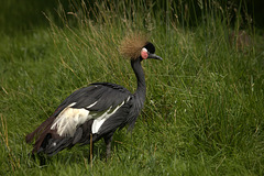 Grue couronnée