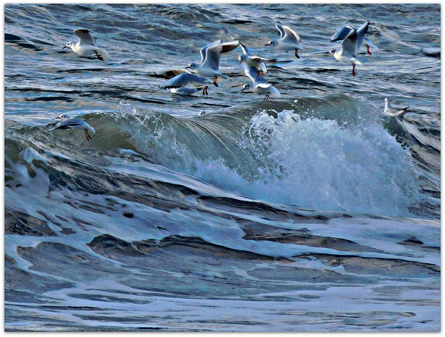 mouettes rieuses joyeuses