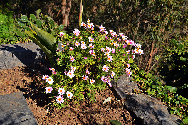 Blumenpracht auf Madeira