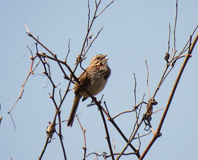 A Song Sparrow calling for a mate
