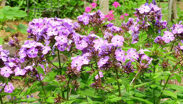 Phlox drummondii