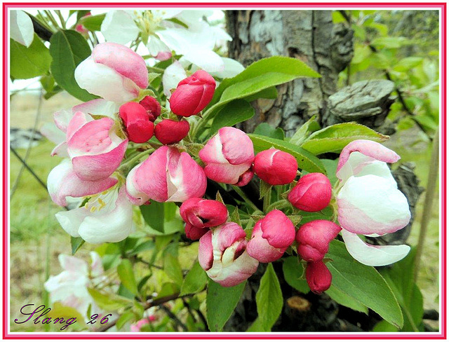 Les fleurs du printemps,  The flowers of the spring.