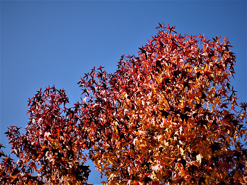 Liquidambar styraciflua