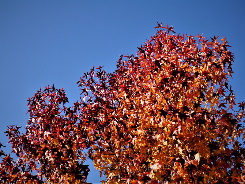 Liquidambar styraciflua