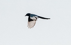 Magpie