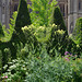 Thalictrum, topiary, sweetgum tree, cathedral