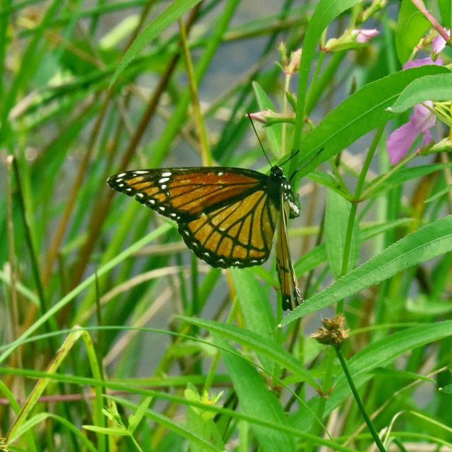 Viceroy - Limenitis archippus