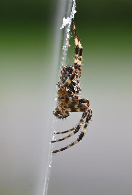 Hanging spider IMG 20240918 132545