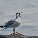 Pigeononpier03