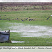 Lapwings, Starlings & a Gull - Denton  - Sussex - 19.1.2015