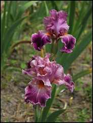 Iris Barocco
