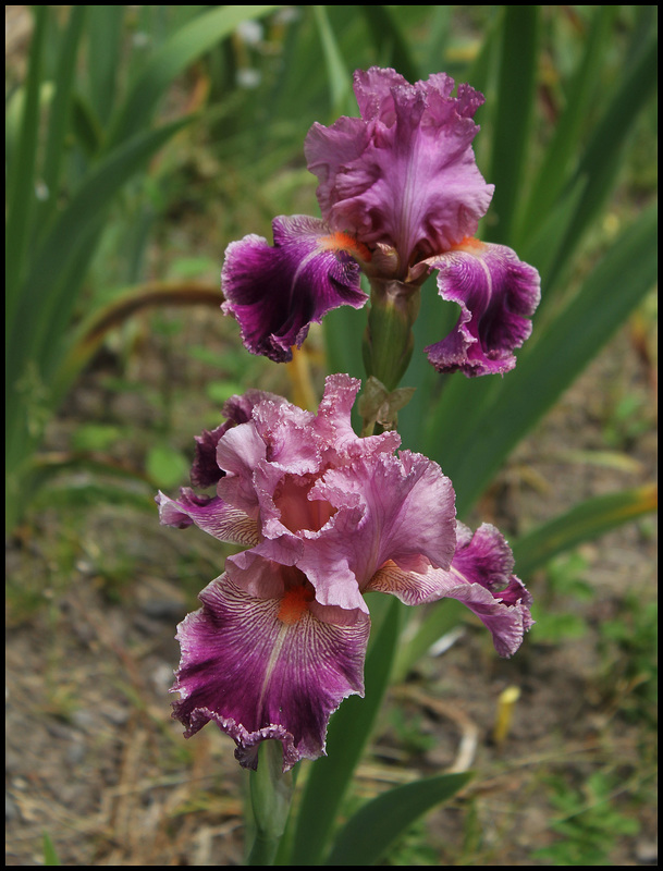 Iris Barocco