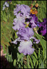 Orchidarium