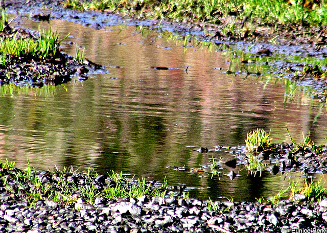 Puddle World.