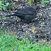 20150118 6394VRAw [D~RI] Amsel [w] (Turdus merula) [Schwarzdrossel], Grünfink [w] (Carduelis chloris), Rinteln