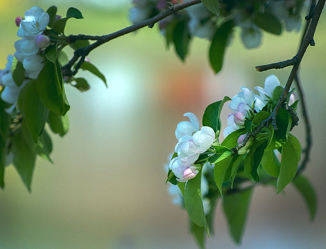 buds-r