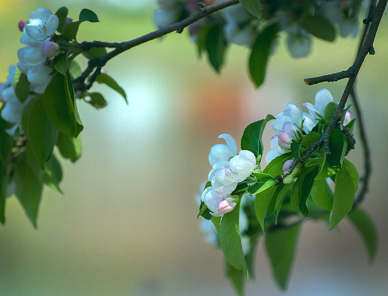 buds-r