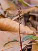 Neottia bifolia (Southern Twayblade orchid)