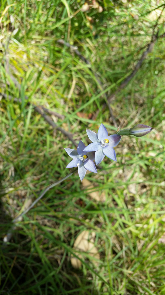 Sun orchid