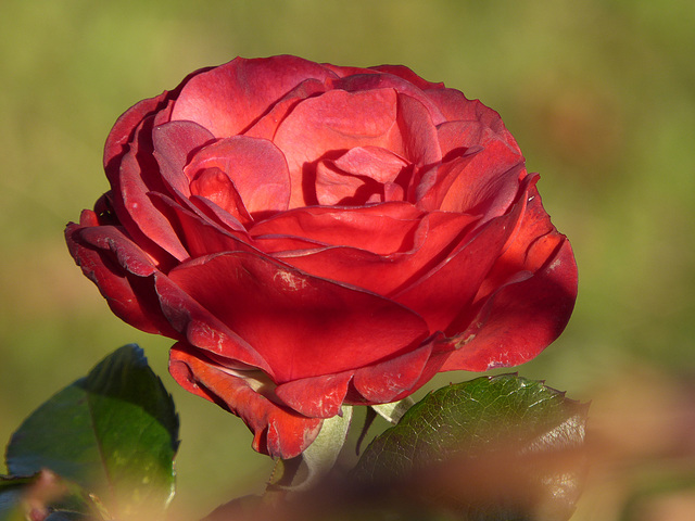 velluto rosso velluto rosso