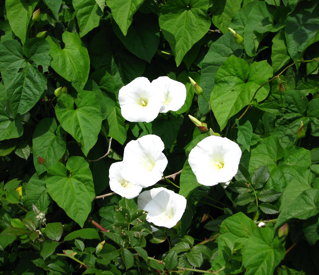 Convolvulus arvensis (field bindweed)