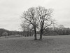 baum-06196