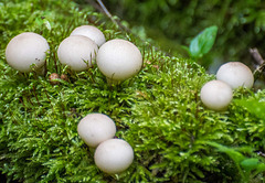 Fungi, Eastham Woods