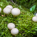 Fungi, Eastham Woods