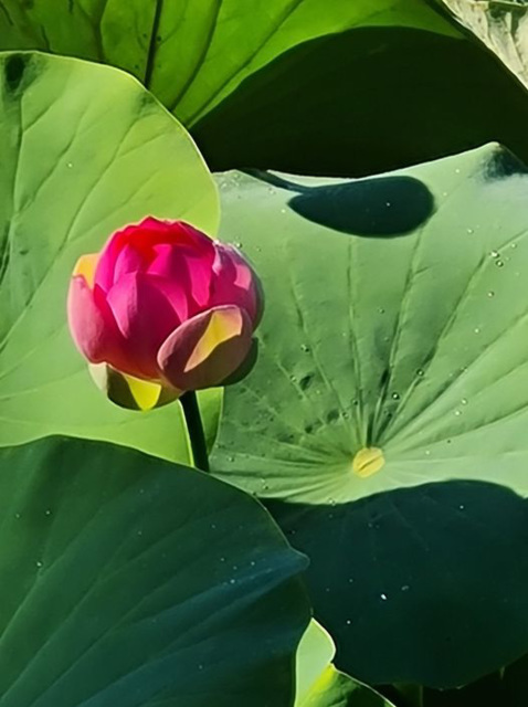 lotus