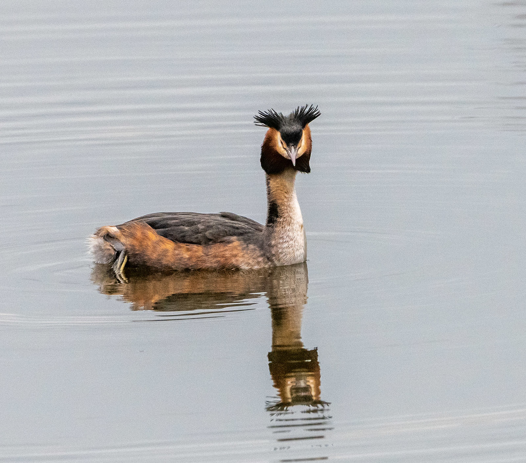 Great crested grebe