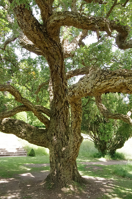 Cork oak