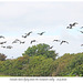 Canada Geese flying along the Cuckmere valley 21 9  2022