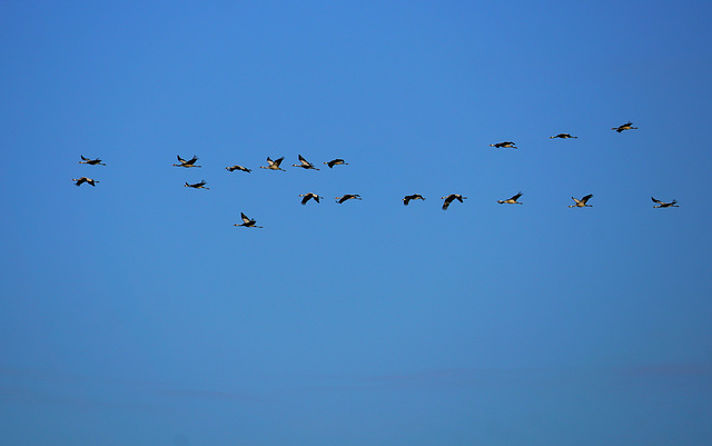 Der Flug der Kraniche (PiP) Der Flug der Kraniche (PiP)
