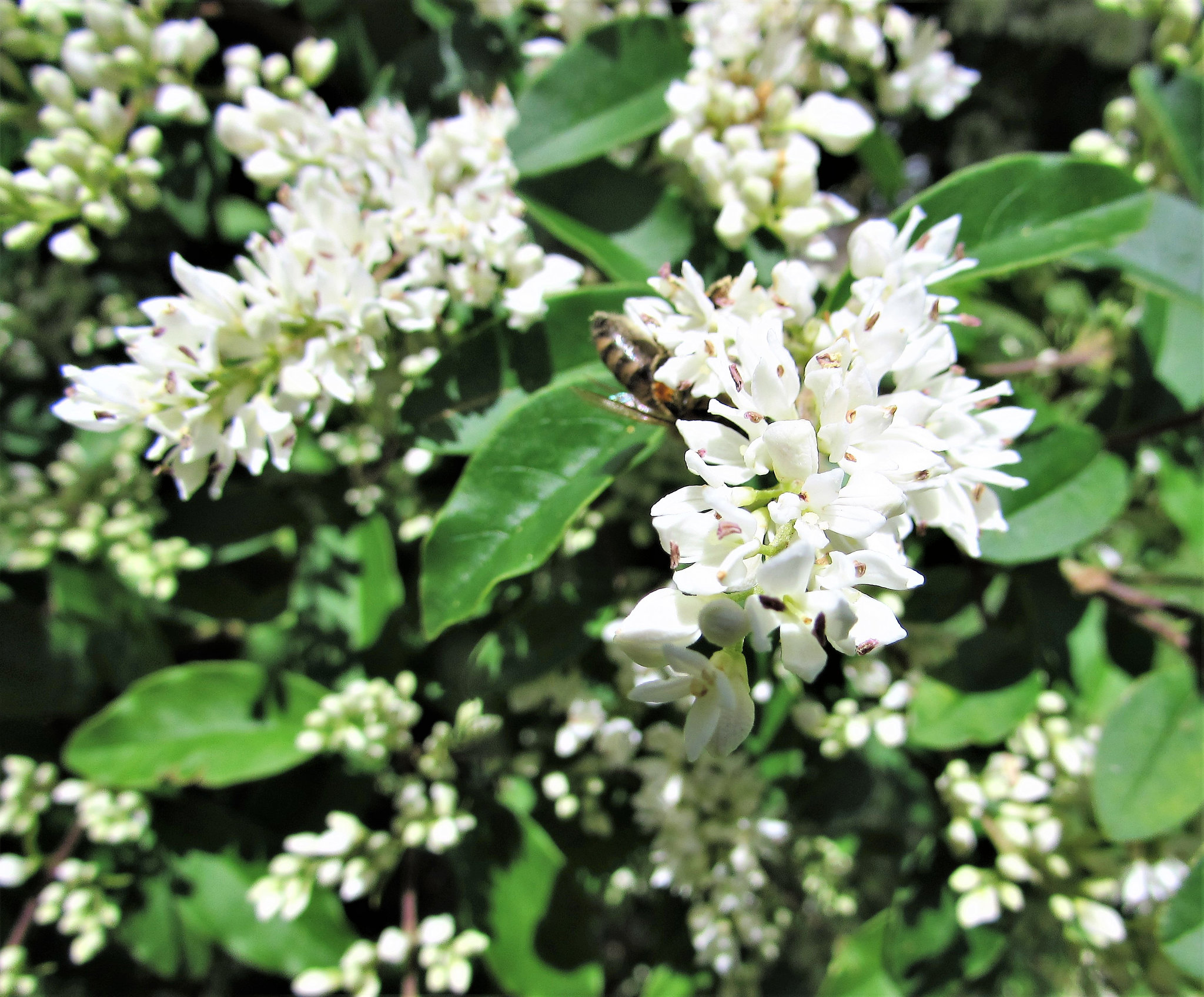 Bee On Blossom.