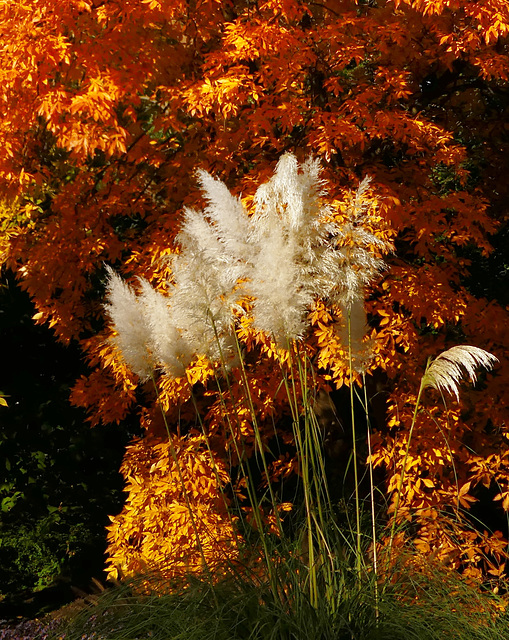 Der Herbst ist da! (PiP)