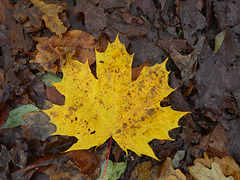 Ahornblatt auf dem Waldboden