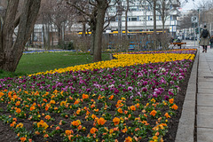 084-365, Frühlingsbepflanzung am Stadthallenpark