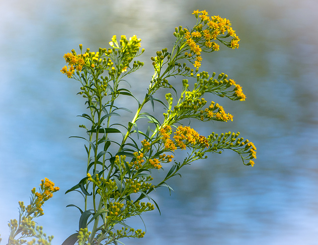 Flowers at Water's Edge