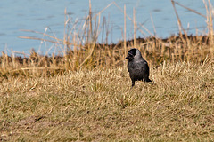 20150308 7262VRTw [D~PB] Dohle (Corvus monedula), Steinhorster Becken, Delbrück