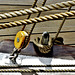 Rigging and Ropes