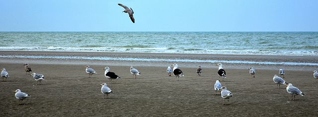 "Palmes" Beach...........