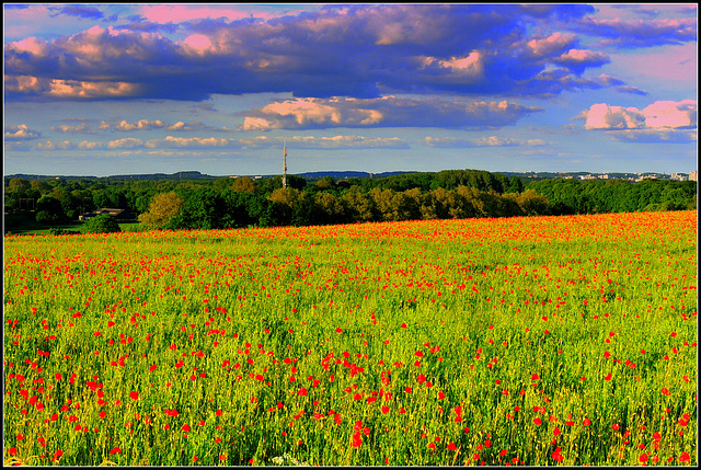 Red Fields