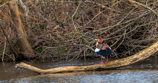 Egyptian goose